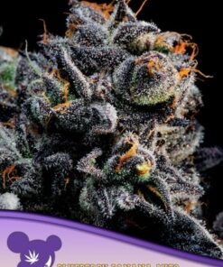 Auto Blueberry Banana - 5pack