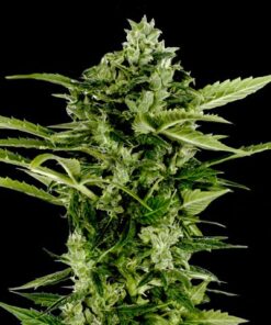 Auto Bomb