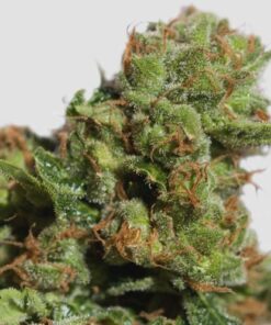 Auto Bruce Lemon Diesel - 5-pack