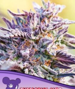 Auto Bubblegum