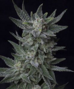 AUTO Bubblegum - 5PACK
