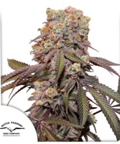 Auto Candy Bubatz XL