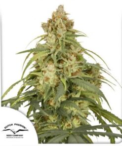 Auto CBD-Victory