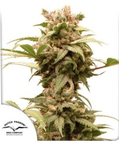 Auto CBG-Force - 3-pack