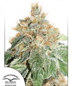 Auto Colorado Cookies