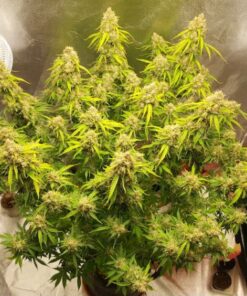 Auto Creeper - 5-pack