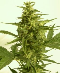 AUTO Critical Hog - 5PACK