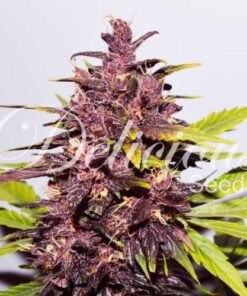 Auto Dark Purple - 5-pack