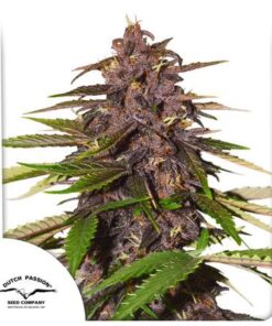 Auto Forbidden Cherry