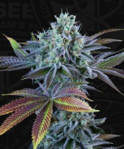 Auto French Cookies - 6-pack