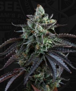 Auto French Macaron - 6-pack