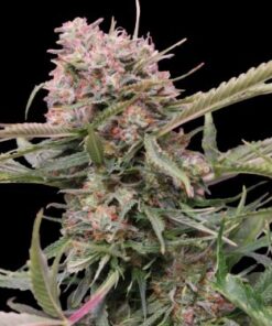 Auto Gigabud - 5-pack