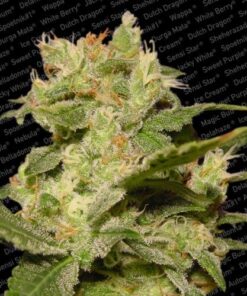Auto Jack