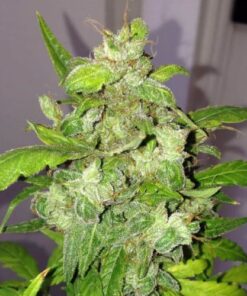 Auto Lemon Bubble - 5pack