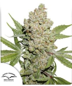 Auto Lemon Kix