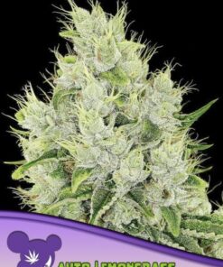 Auto Lemongrass - 5-pack