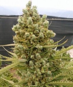 Auto Malawi x Northern Lights - 5-pack