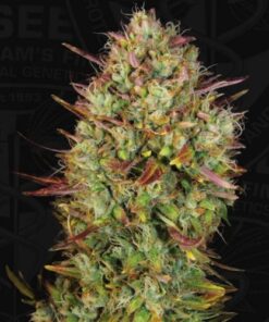 Auto MK Ultra - 5-pack