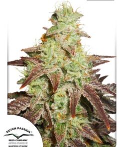 Auto Night Queen