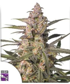 Auto Northern Dragon Fuel - 5-pack