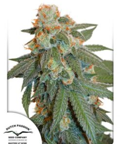 Auto Orange Bud