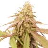 Auto Purple OG Punch - 5-pack