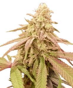 Auto Purple OG Punch - 5-pack