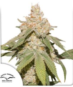 Auto SFV OG