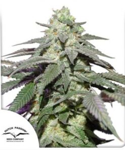 Auto Skywalker Haze