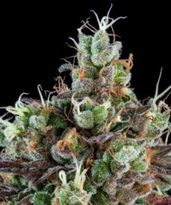 Auto Sour Ripper - 5-pack