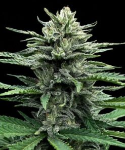 Auto Strawberry Banana - 5-pack