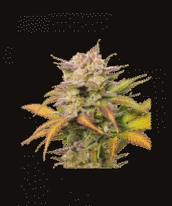 Auto Sweet Bourbon Kush - 5PACK