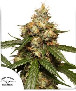 Auto THC-Victory
