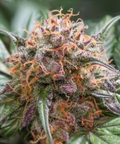 Auto Trichome & Cream