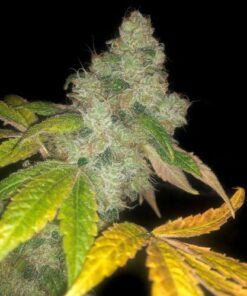 Auto Wedding Cake - 5pack
