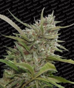 Auto White Berry