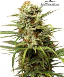 Auto White Widow