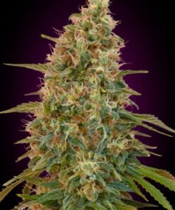 Auto Zkittlez