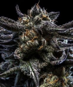 Auto Zombie Kush - 5-pack