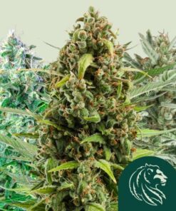 Autoflowering Mix
