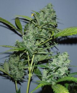 Autoflowering White Russian #1