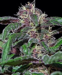 Ayahuasca Purple - 5-pack