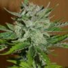 Balkh Hash Plant - 12-pack
