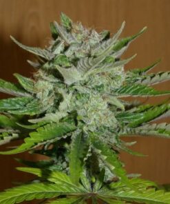 Balkh Hash Plant - 12-pack