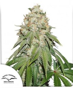 Banana Blaze