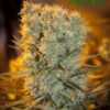 Banana Kush Auto - 5PACK