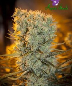 Banana Kush Auto - 5PACK