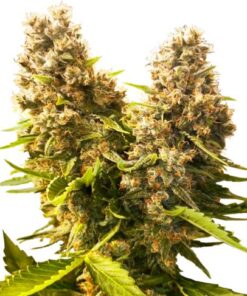Banana Kush Cake Auto