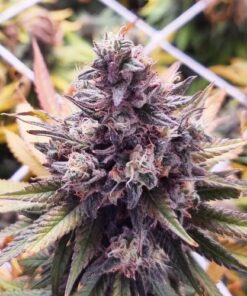 Banana Punch