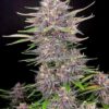 Banana Purple Punch - 5PACK